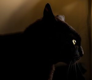 La Superstition Du Chat Noir L Origine De Cette Histoire Feelloo Le Medaillon Des Chats