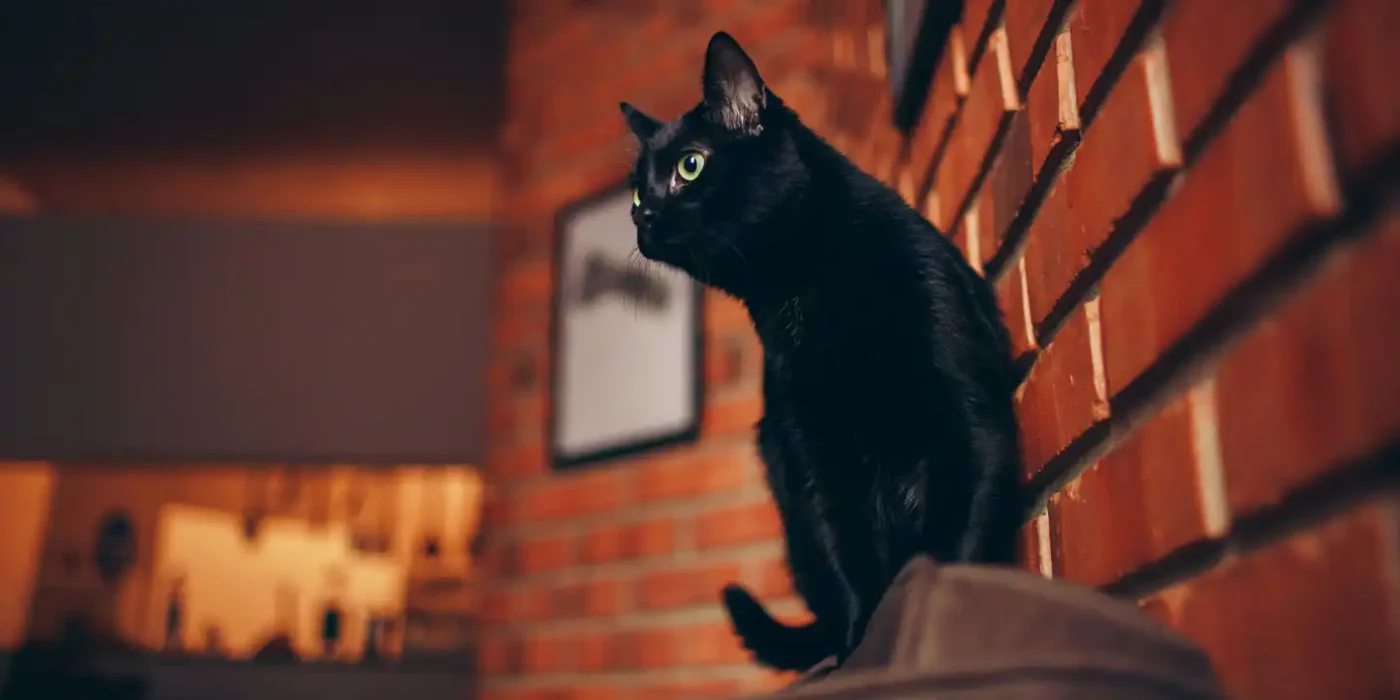superstition des superbes chats noirs