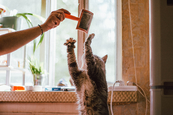 Les Conseils Pour Un Demenagement Avec Mon Chat Conseils Feelloo Le Medaillon Des Chats