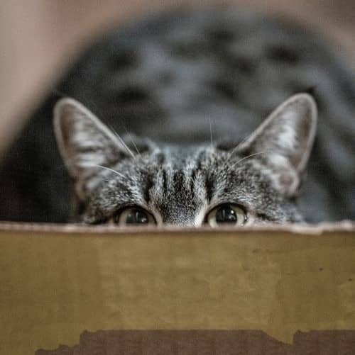 Un chat qui se cache derrière un carton