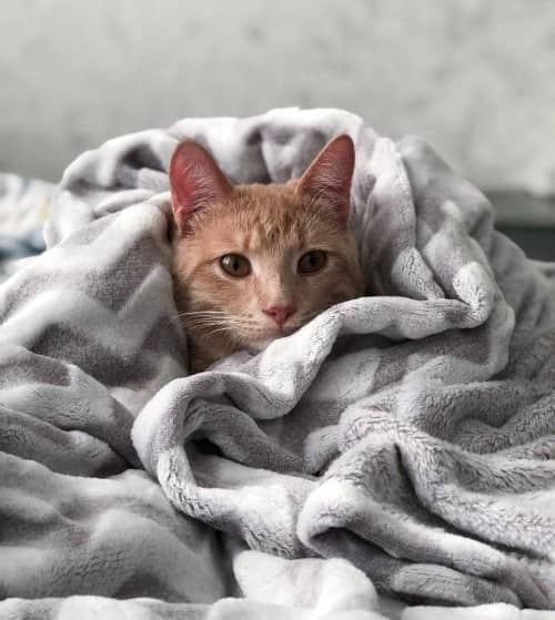Un chat installé dans une couverture pour se réchauffer
