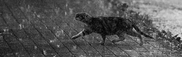 Un chat sous la pluie dans une rue