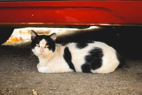 Un chat installé sous une voiture rouge