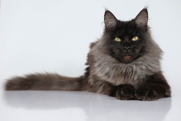 Maine Coon gris