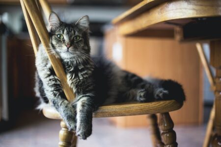 chat rayé seul sur une chaise