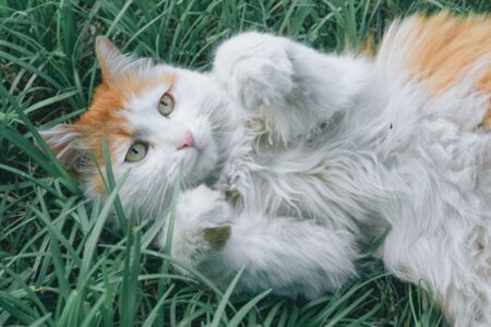 chat qui joue dans l'herbe