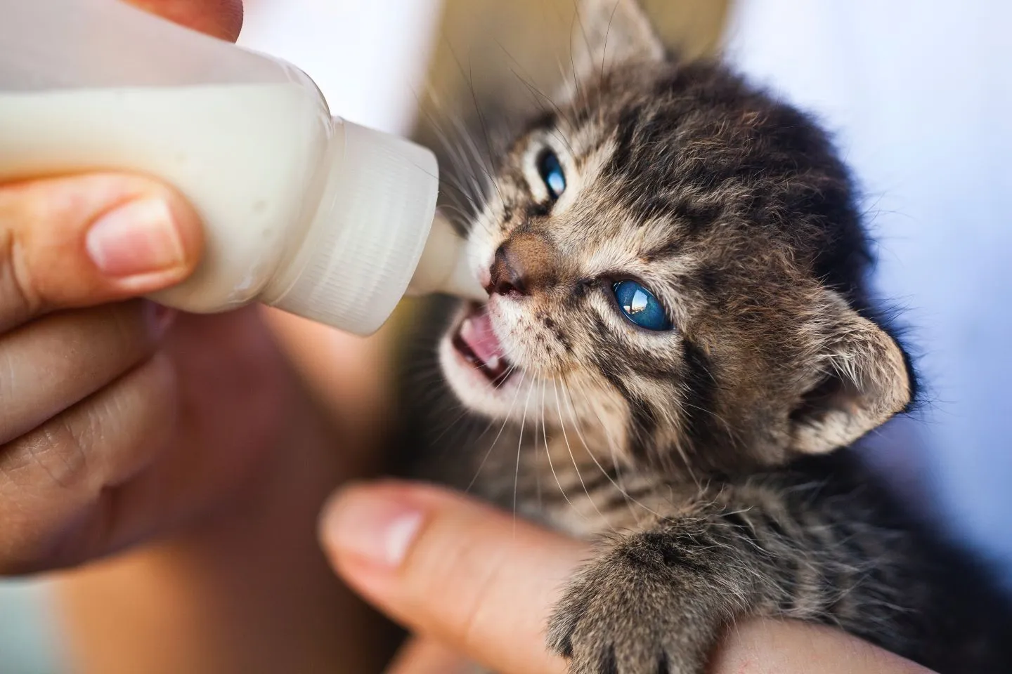 Le lait est-il bon pour les chats ? - FEELLOO
