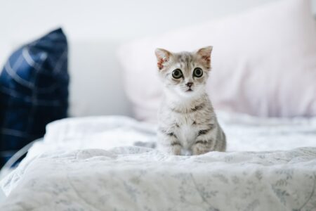 chaton sur lit