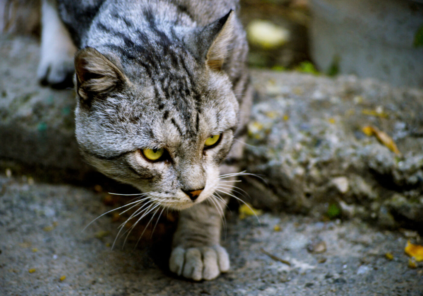 chat sauvage européen qui marche sur des pierres