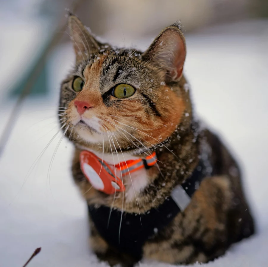 chat avec collier AirTag anti-étranglement
