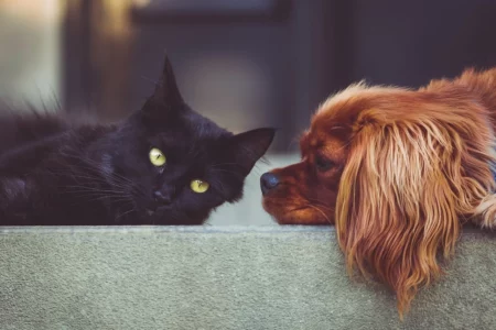 chat noir et cocker roux