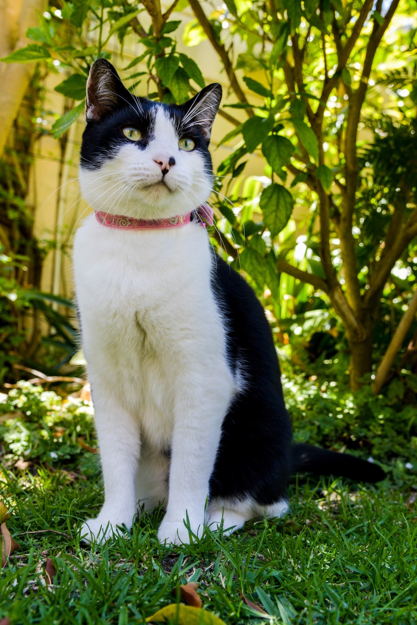 Chat avec collier électrique