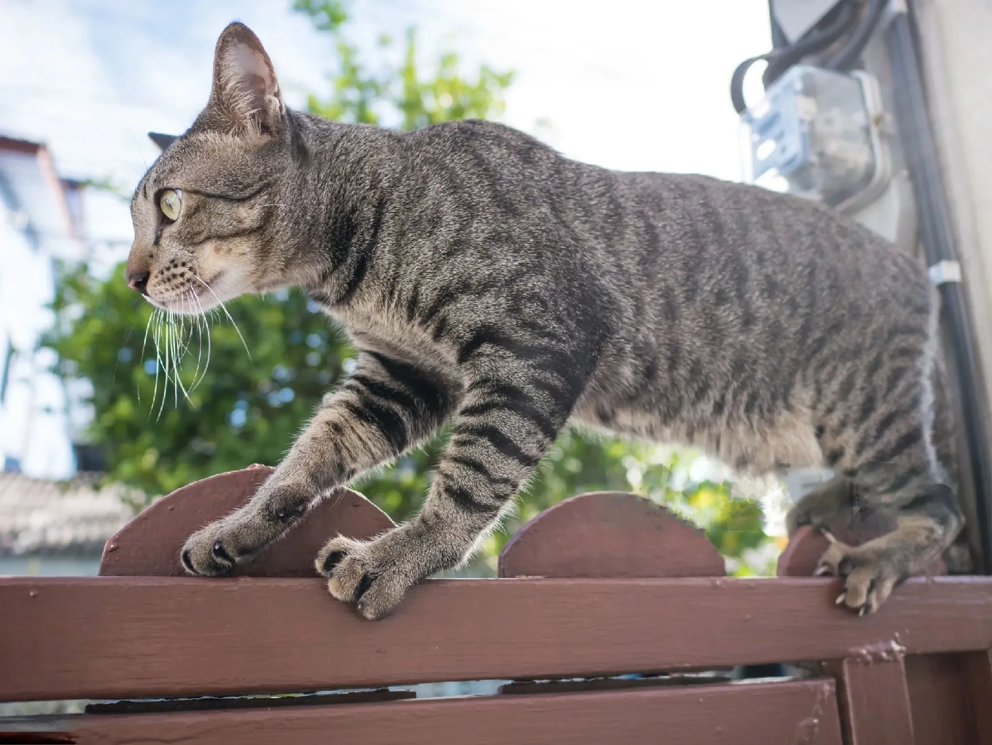 Comment choisir la clôture anti fugue pour chat qu’il vous faut ? Notre guide FEELLOO
