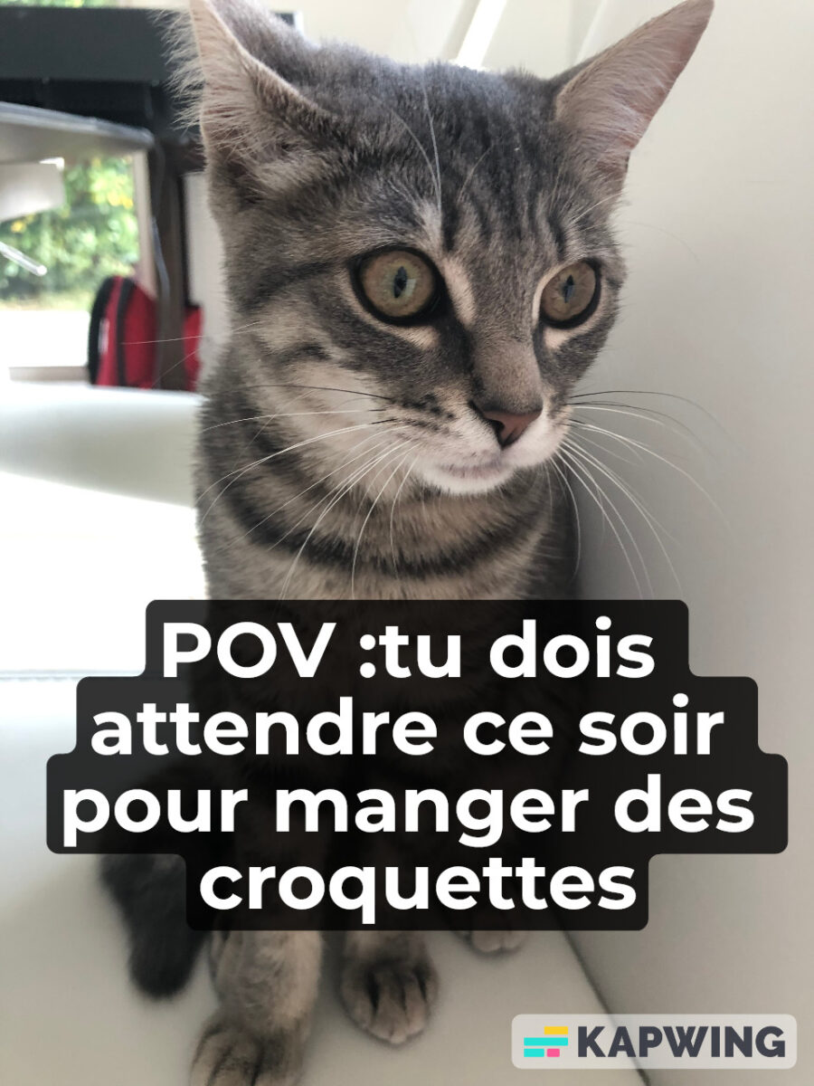 Les Meilleurs M mes Dr les De Chat Partager Les Meilleurs M mes Dr les De Chat Partager