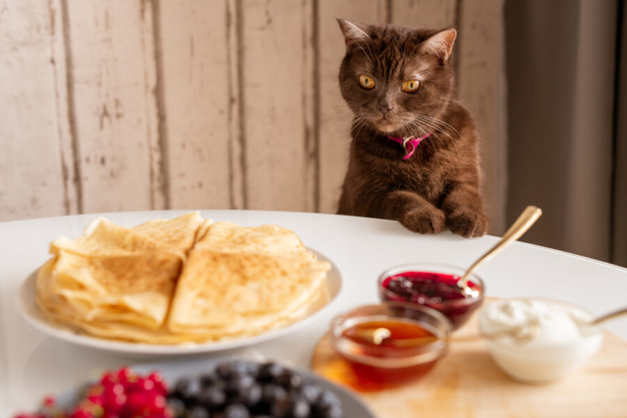 chat curieux table à manger