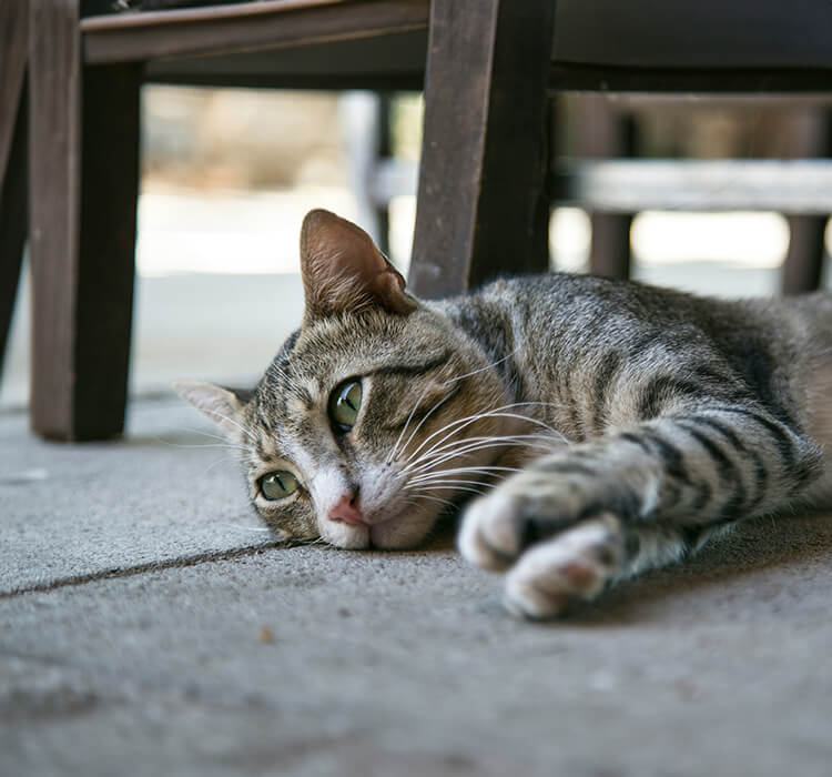 chat en dépression sans énergie