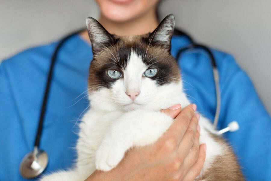 Vétérinaire portant un chat